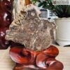 Gỗ Thủy Tùng Hóa Thạch Cao 45(cm)