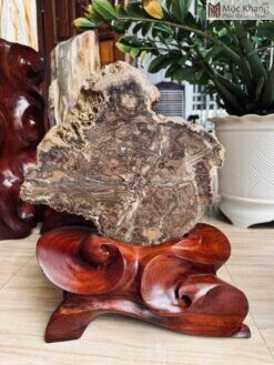 Gỗ Thủy Tùng Hóa Thạch Cao 45(cm)