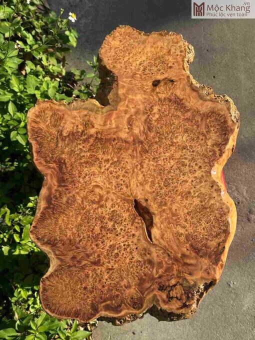 Khay Trà Gỗ Nu Huyết Long Ngang 60(cm)